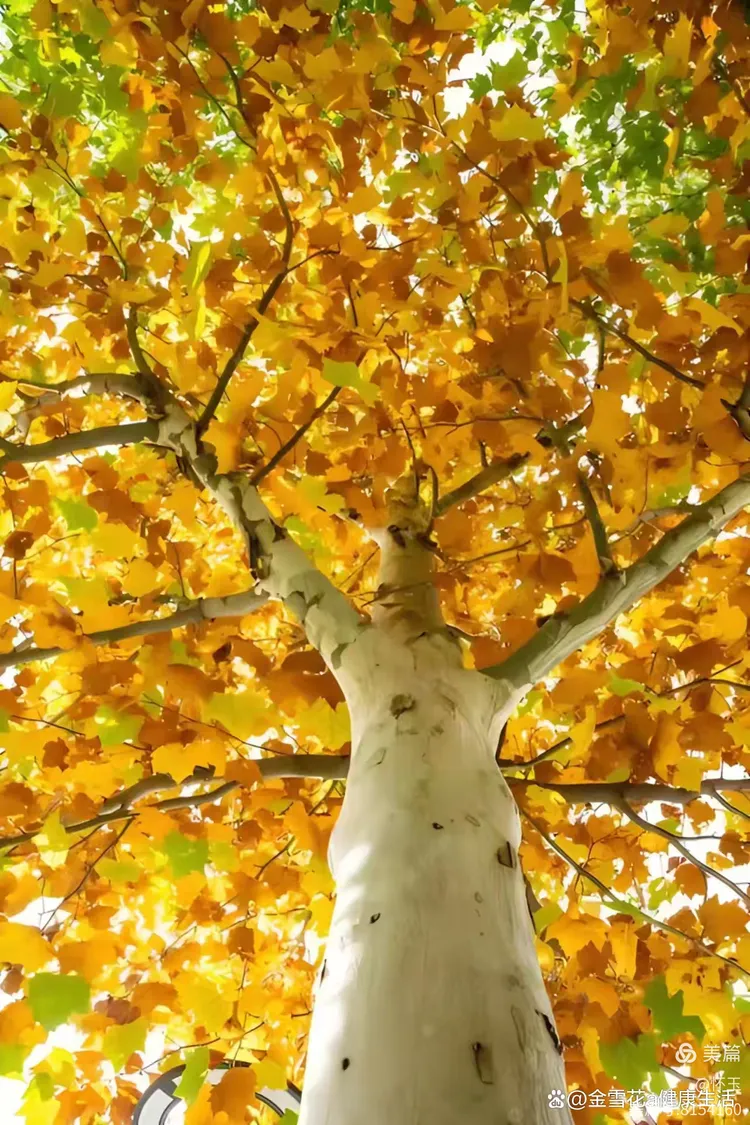 🍁🍂深秋,梧桐树的枝头已稀疏了许多,剩下